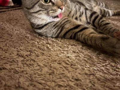 Mufasa - Domestic - Gallery Photo #1