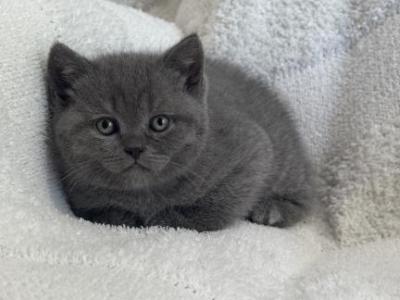 Scottish Straight Kitten - Scottish Straight - Gallery Photo #1