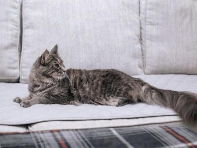Charlie - Maine Coon - Gallery Photo #1