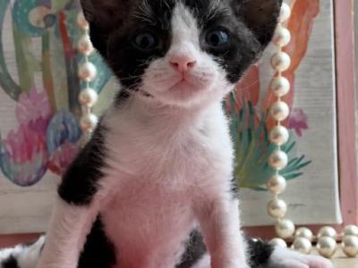 Kai - Devon Rex - Gallery Photo #1
