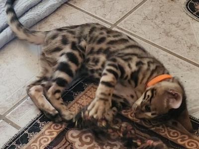 Orange Collar Bengal Boy - Bengal - Gallery Photo #1