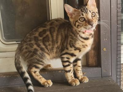 Pink Collar Femal Bengal - Bengal - Gallery Photo #1