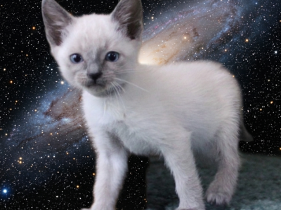 Andromeda - Siamese - Gallery Photo #1