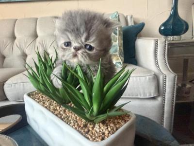 Stormy - Persian - Gallery Photo #1