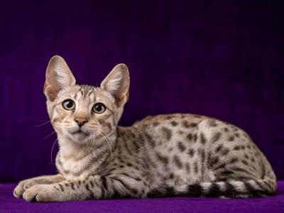 Silver Savannah Boy - Savannah - Gallery Photo #1