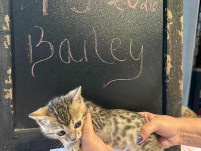 Bailey - Bengal - Gallery Photo #1