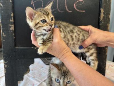 Belle - Bengal - Gallery Photo #1