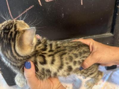 Lilly - Bengal - Gallery Photo #1