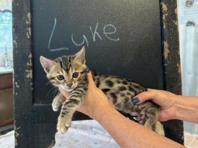 Luke - Bengal - Gallery Photo #1
