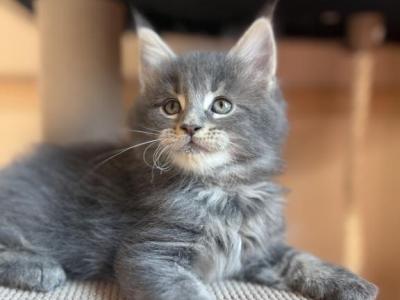 Varia - Maine Coon - Gallery Photo #1
