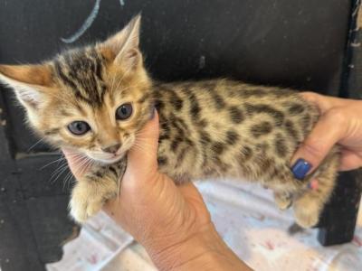 Simba - Bengal - Gallery Photo #1