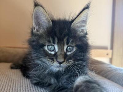 Magnate - Maine Coon - Gallery Photo #1