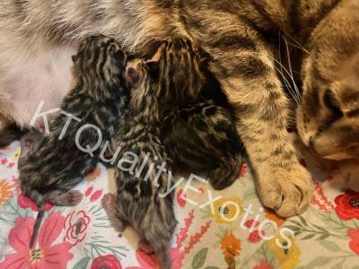 2 Boys 1 Bengal Girl All Brown Black TICA - Bengal - Gallery Photo #1