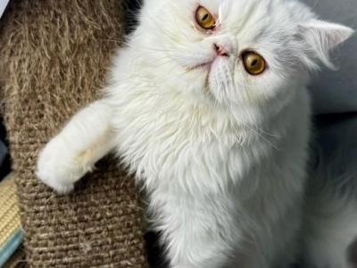 CO2 Princess Seraphina Available White Persian - Persian - Gallery Photo #1