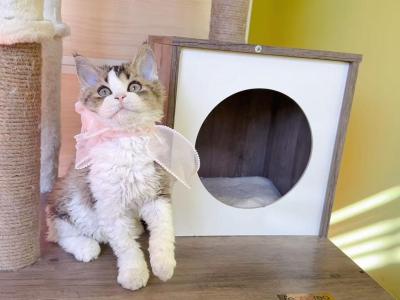 SK018 - Selkirk Rex - Gallery Photo #1