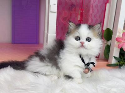 MK028 - Munchkin - Gallery Photo #1