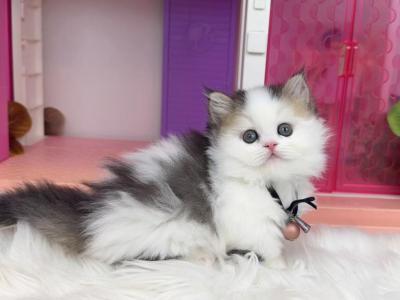 MK028 - Munchkin - Gallery Photo #1