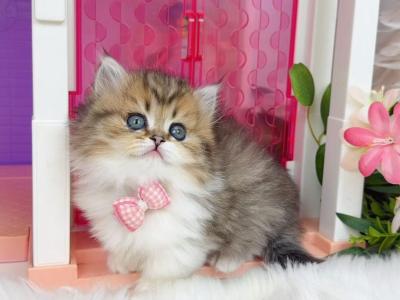 MK029 - Munchkin - Gallery Photo #1