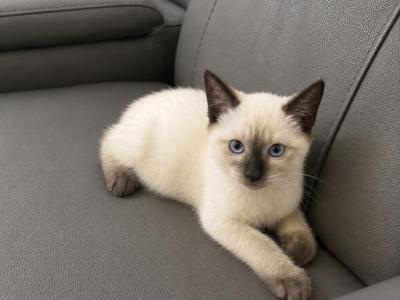 Jane - Siamese - Gallery Photo #1