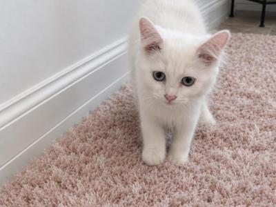 Lyla - Himalayan - Gallery Photo #1