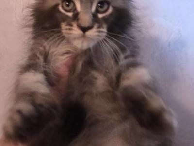 Pure Main Coon  Playful Girl - Maine Coon - Gallery Photo #1