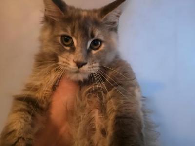 Blue Tortie Female - Maine Coon - Gallery Photo #1