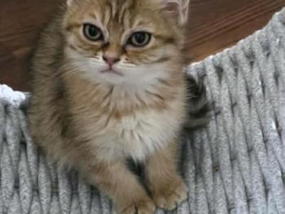 Lisik - Scottish Fold - Gallery Photo #1