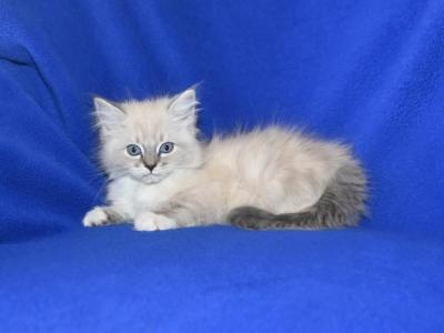 Gingers Litter - Ragdoll - Gallery Photo #1