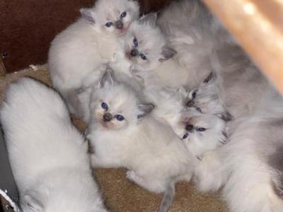 Blue's Dolls - Ragdoll - Gallery Photo #1