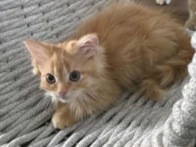 Sunny - Scottish Fold - Gallery Photo #1