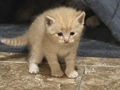 Brother - Scottish Fold - Gallery Photo #1