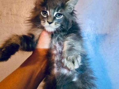 Very Sweet Baby Girl - Maine Coon - Gallery Photo #1