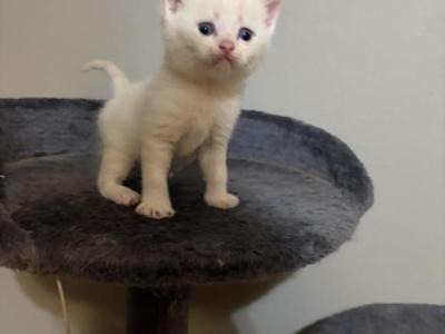 Beil - Scottish Fold - Gallery Photo #1