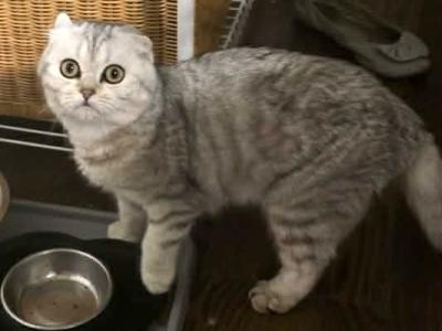 Mikka - Scottish Fold - Gallery Photo #1