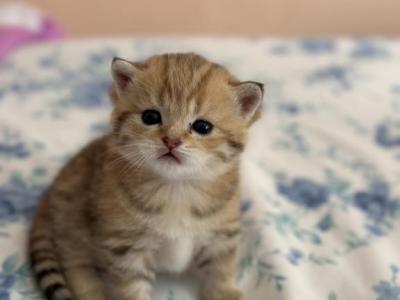 Golden Chinchilla Boy - Scottish Straight - Gallery Photo #1