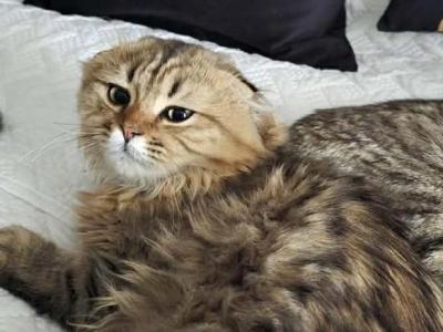 Tony - Scottish Fold - Gallery Photo #1