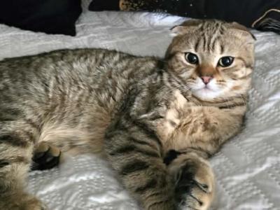 Keni - Scottish Fold - Gallery Photo #1