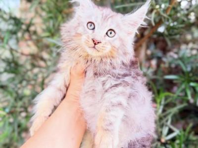 Fluffy Beautiful Female - Maine Coon - Gallery Photo #1