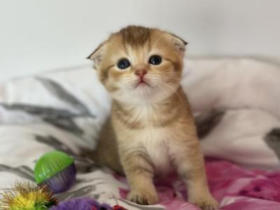 Golden Chinchilla Female - Scottish Fold - Gallery Photo #1