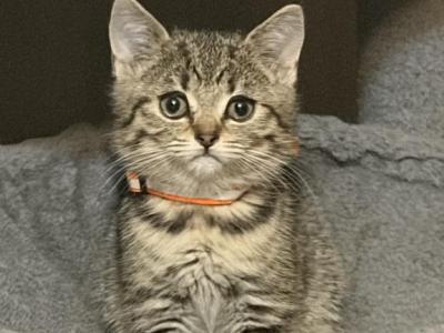 Lizok - Scottish Fold - Gallery Photo #1
