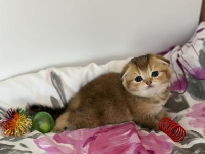 Golden Scottish Fold - Scottish Fold - Gallery Photo #1