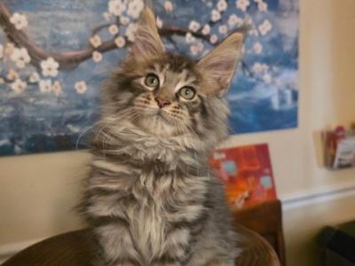 Gorgeous Freya - Maine Coon - Gallery Photo #1