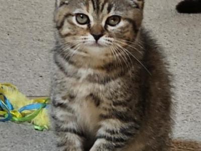 Lily - Scottish Fold - Gallery Photo #1