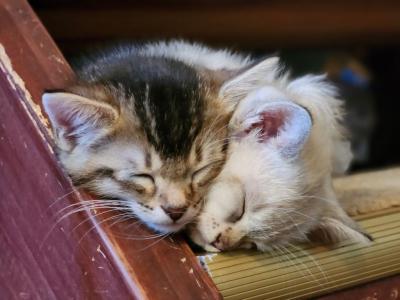 No Name - Domestic - Gallery Photo #1
