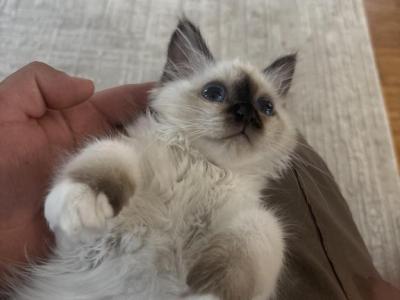Birman Stella AVAILABLE - Birman - Gallery Photo #1