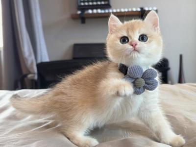 Bobo - British Shorthair - Gallery Photo #1