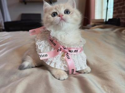 Elsie - British Shorthair - Gallery Photo #1