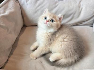 Arlo - British Shorthair - Gallery Photo #1