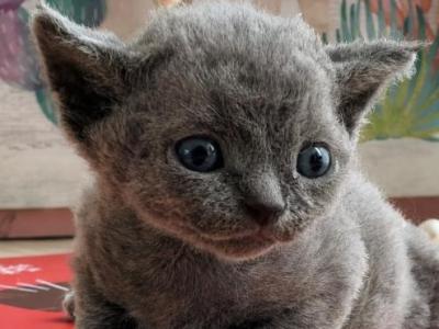 Yoda - Devon Rex - Gallery Photo #1