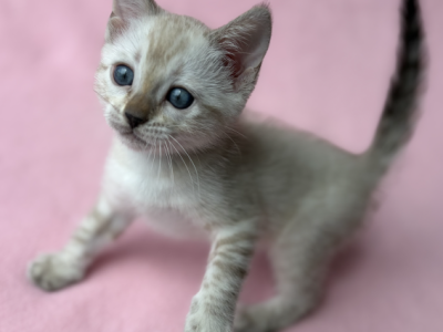 Snowy - Bengal - Gallery Photo #1